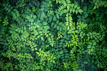 Naklejka na ściany i meble Green Leaf Background