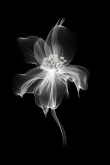 Fototapeta na wymiar Abstract illustration of a white flower in x-ray style on black background,