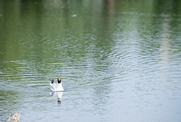 A bird flies across the lake
