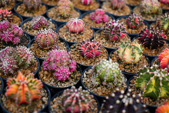 Cactus farm with close-up of succulent and cactus collection in pot. It' s natural background from little plants.	
