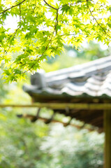 京都 初夏の詩仙堂で揺れる美しい緑色のもみじの葉