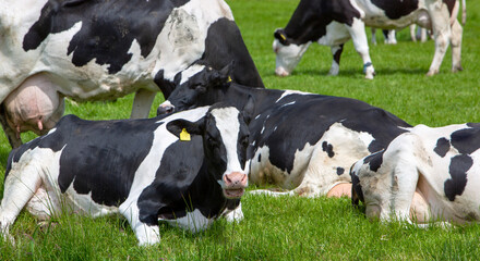 Naklejka na ściany i meble black and white spotted cows recline in grass of meadow in the netherlands