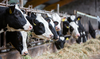 black and white spotted cows feed on hay inside dutch farm in holland - 617073391