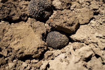 Pick and found mushrooms black truffles (TUBER AESTIVUM) in the forest