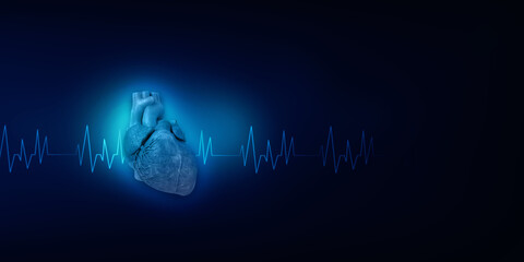 3d illustration  Anatomy of Human Heart 
