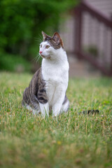 cat outside enjoying the fresh air