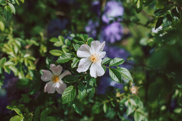 Beautiful white wild Rose and Iris flowers in a spring garden.