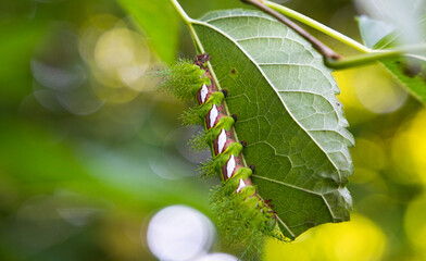 Camouflaged Caterpillar