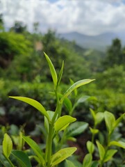 sri lanka nature beautiful environment flowers and plants