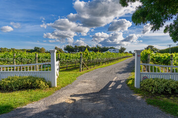 white typical fence with open gate to a winery in Martinborough, New Zealand