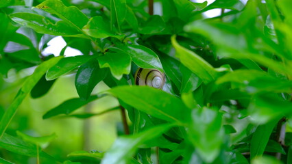 葉の上のカタツムリ