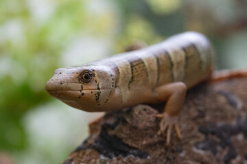 Coral Lizard
