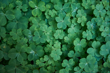 field of trees, green background