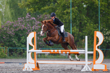 Young woman riding horseback jumping over the hurdle on showjumping course in equestrian sports event - obrazy, fototapety, plakaty