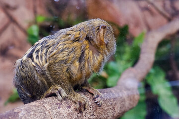 Selective focus of pygmy marmosets perched in their enclosure in the afternoon. Great for educating children about wild animals.