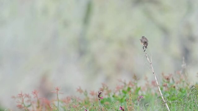 The beautiful whinchat male in the Alpine garden (Saxicola rubetra)