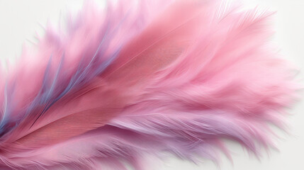 Obraz premium A pink and blue feather on a white background