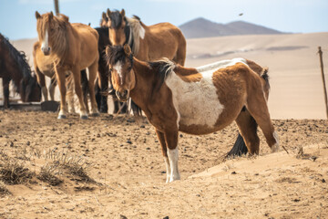 Horse on the nature livestock in Mongolia