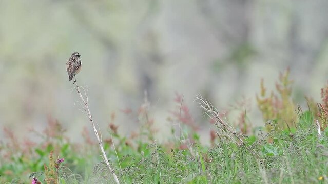 Body care for the whinchat male (Saxicola rubetra)