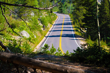 wooden bridge in the forest