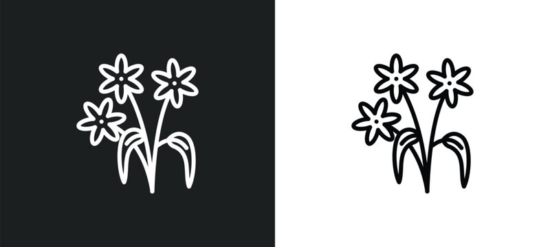 daisy bouquet line icon in white and black colors. daisy bouquet flat vector icon from daisy bouquet collection for web, mobile apps and ui.