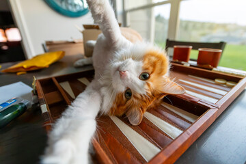 A lovable and playful long hair orange and white cat lies on his back with his arms outstretched on...
