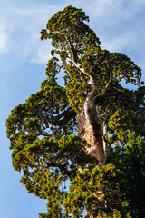 tree in the forest