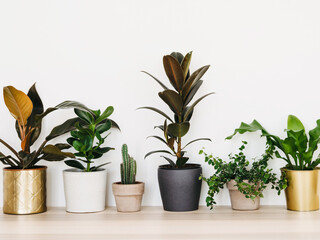 Houseplants in colored different pots on table against white wall