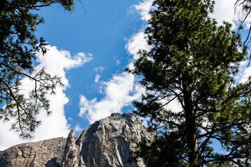 tree in the mountains
