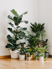 Interior with plants in living room on the floor. Composition of home garden plants industrial green interior.