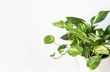 Philodendron houseplant in white pot on white background.