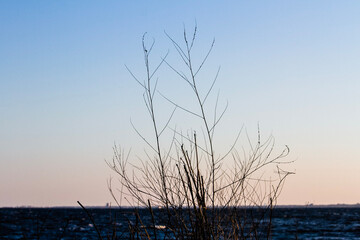 silhouette of a tree