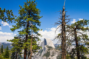 trees in the mountains