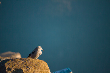 bird on a rock