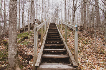 wooden bridge in forest