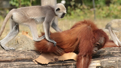 
Monkeys are intelligent, agile, and social primates found in diverse habitats worldwide. With...