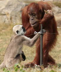 Obraz premium Monkeys are intelligent, agile, and social primates found in diverse habitats worldwide. With their dexterous hands, they exhibit remarkable curiosity and problem-solving skills.