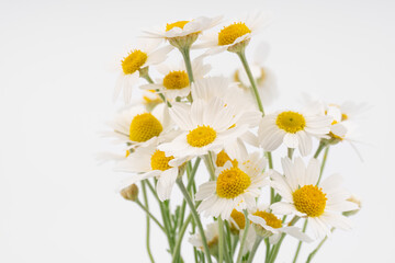 chamomile flower beautiful and delicate on white background. chamomile or daisies isolated on white background with clipping path. 