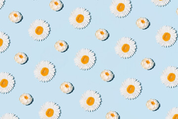 Creative minimal floral pattern, pastel blue background. 