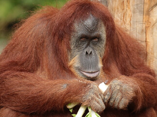 
Monkeys are intelligent, agile, and social primates found in diverse habitats worldwide. With their dexterous hands, they exhibit remarkable curiosity and problem-solving skills.