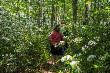 Photograph of a couple hiking through a grove of Mountain Laurel