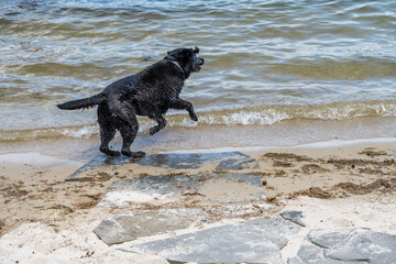 Photograph of a dog running into the water