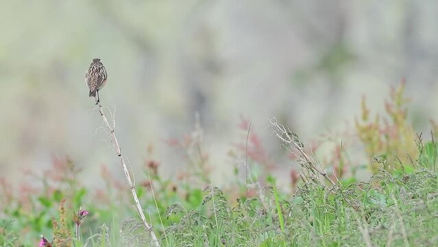 The whinchat in the flowering meadow (Saxicola rubetra)