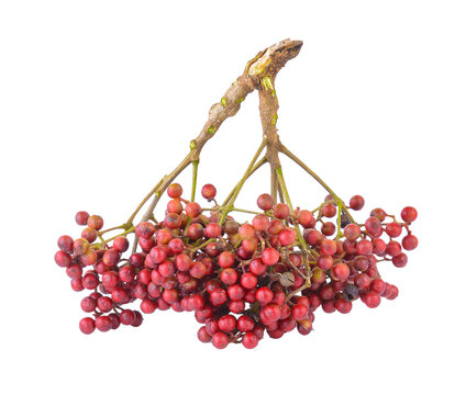 Szechuan pepper (Zanthoxylum piperitum), fruits isolated against on transparent png