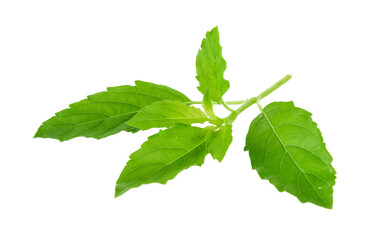 Holy basil on transparent png