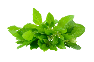 Holy basil on transparent png