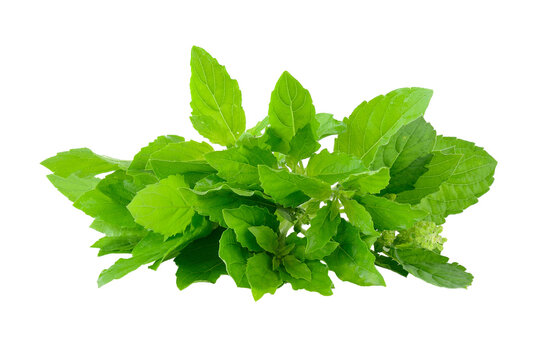 Holy basil on transparent png