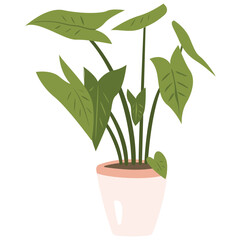 Fototapeta na wymiar Nephthytis Plant Plant Color 2D Illustrations