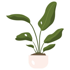 Strelitzia Nicolai Plant Color 2D Illustrations