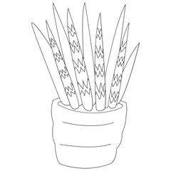 Sansevieria Starfish Plant Outline 2D Illustrations